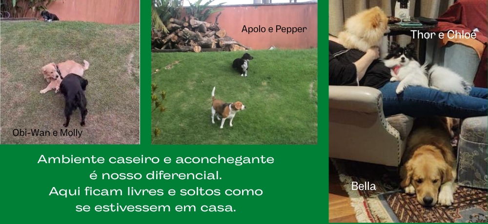 Serviço de Banho e Tosa Delivery Gama - Banho e Tosa Táxi Dog